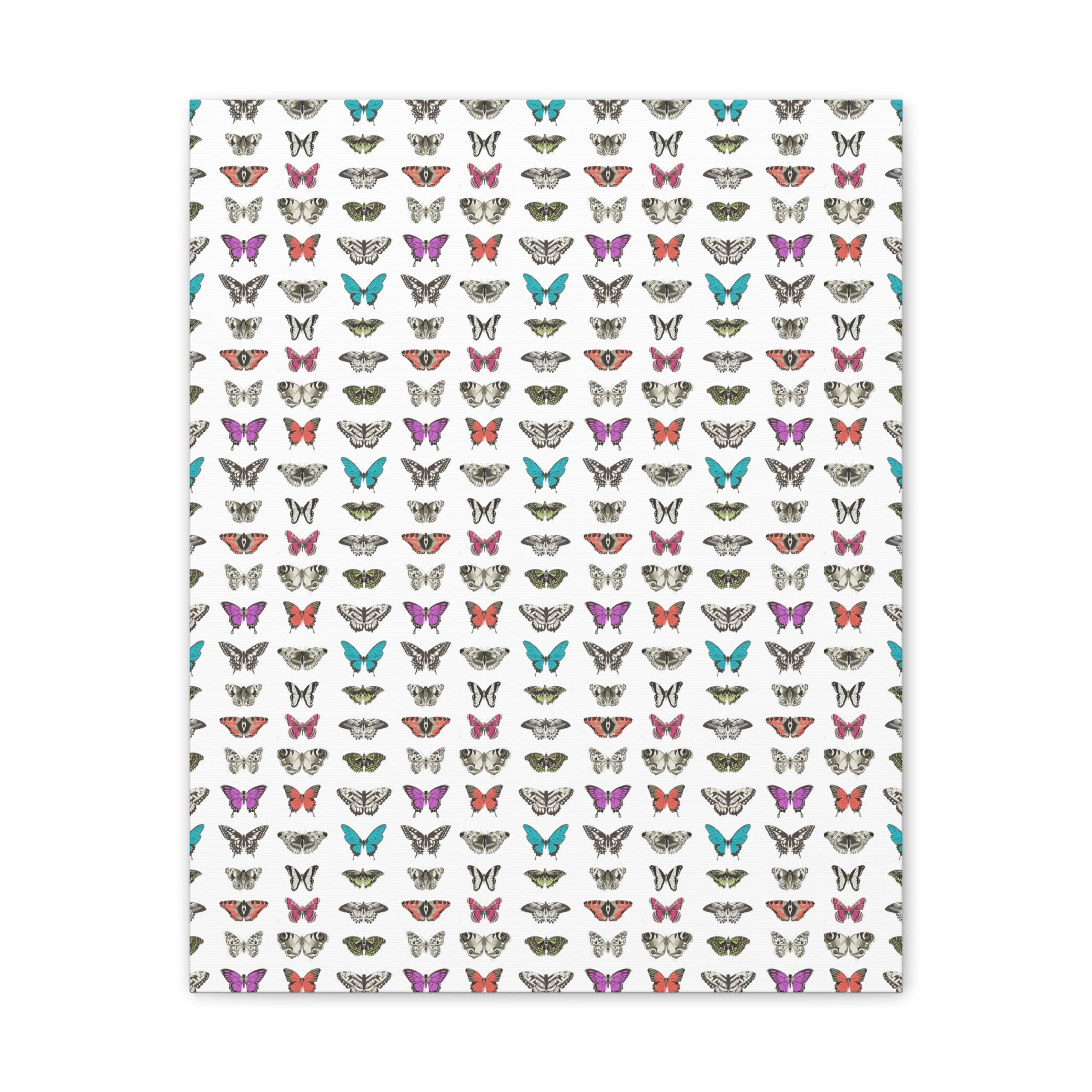 Butterfly and Moth Stretched Canvas