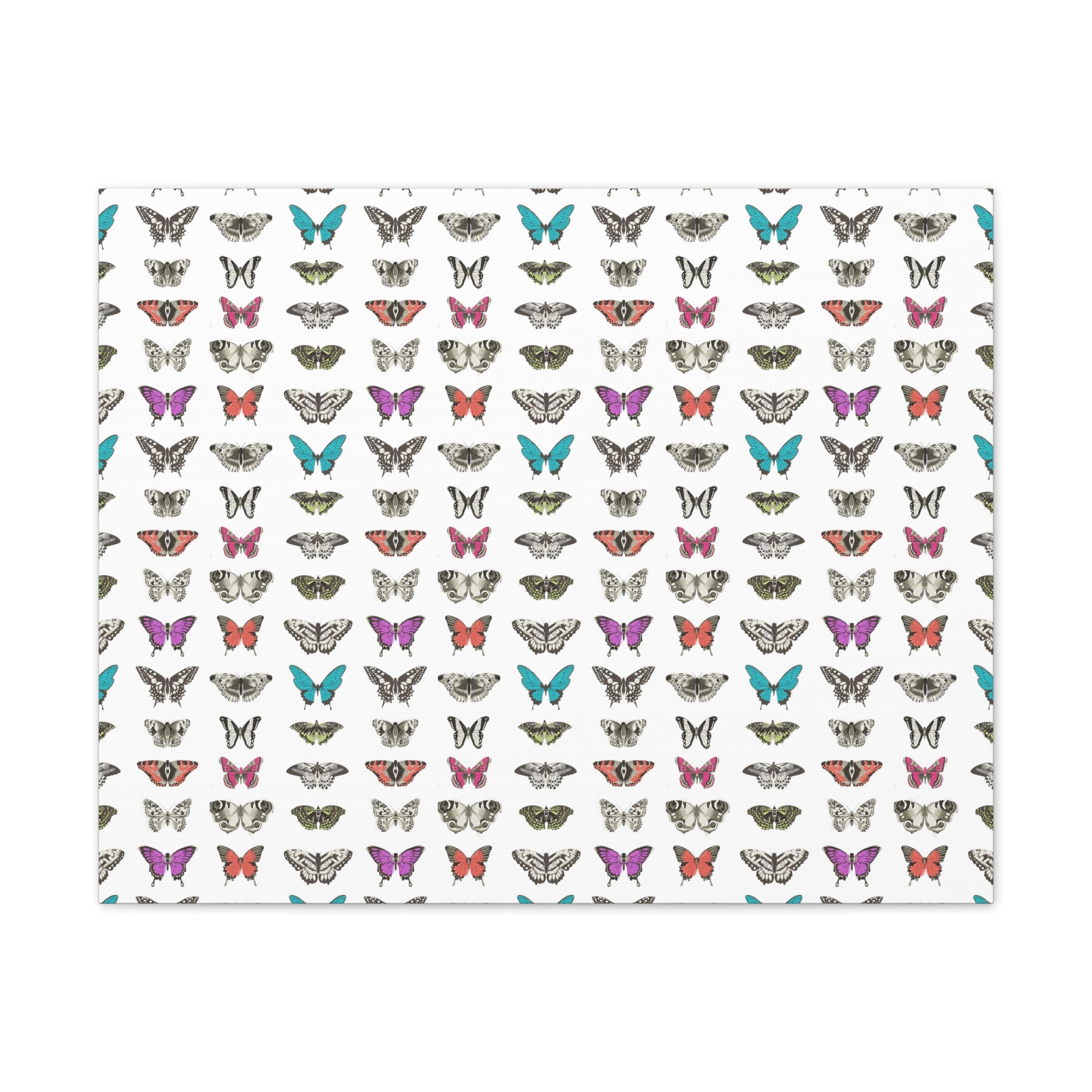 Butterfly and Moth Stretched Canvas
