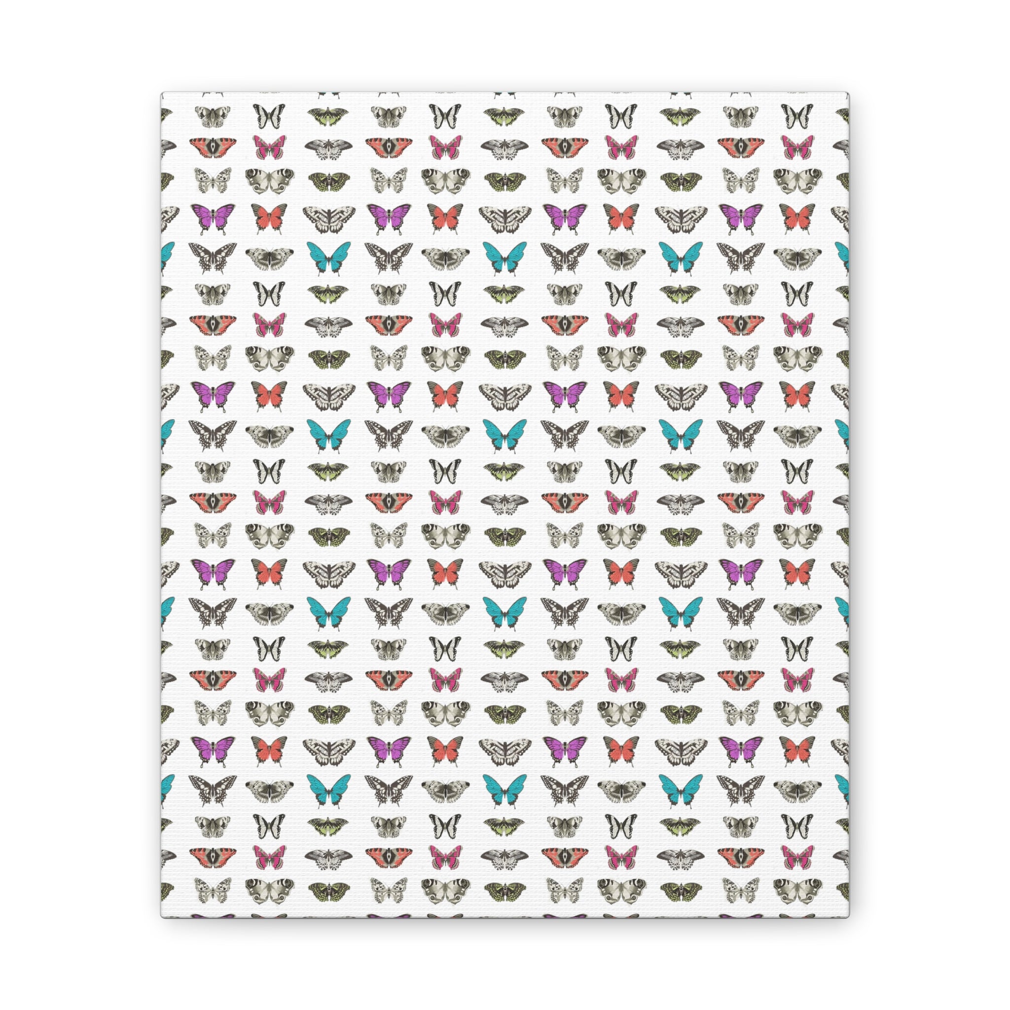 Butterfly and Moth Stretched Canvas