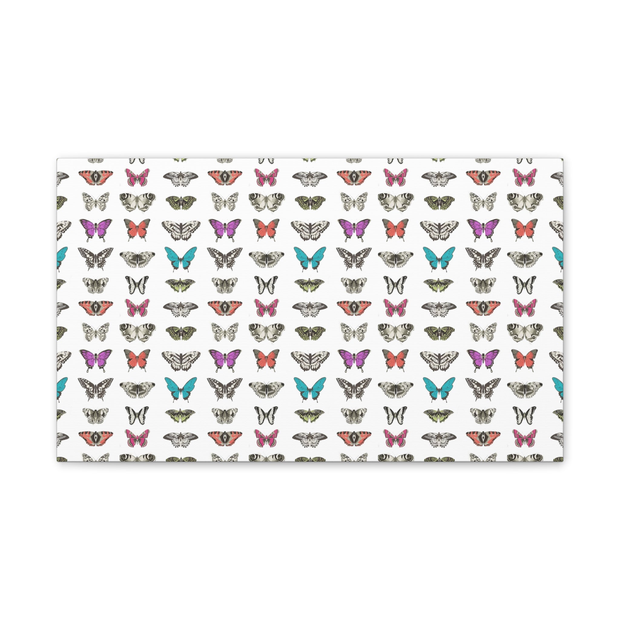 Butterfly and Moth Stretched Canvas