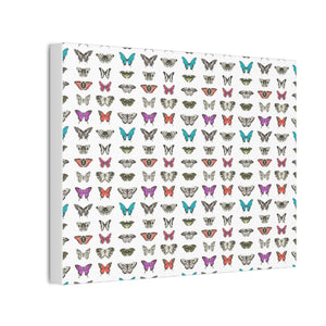 Butterfly and Moth Stretched Canvas