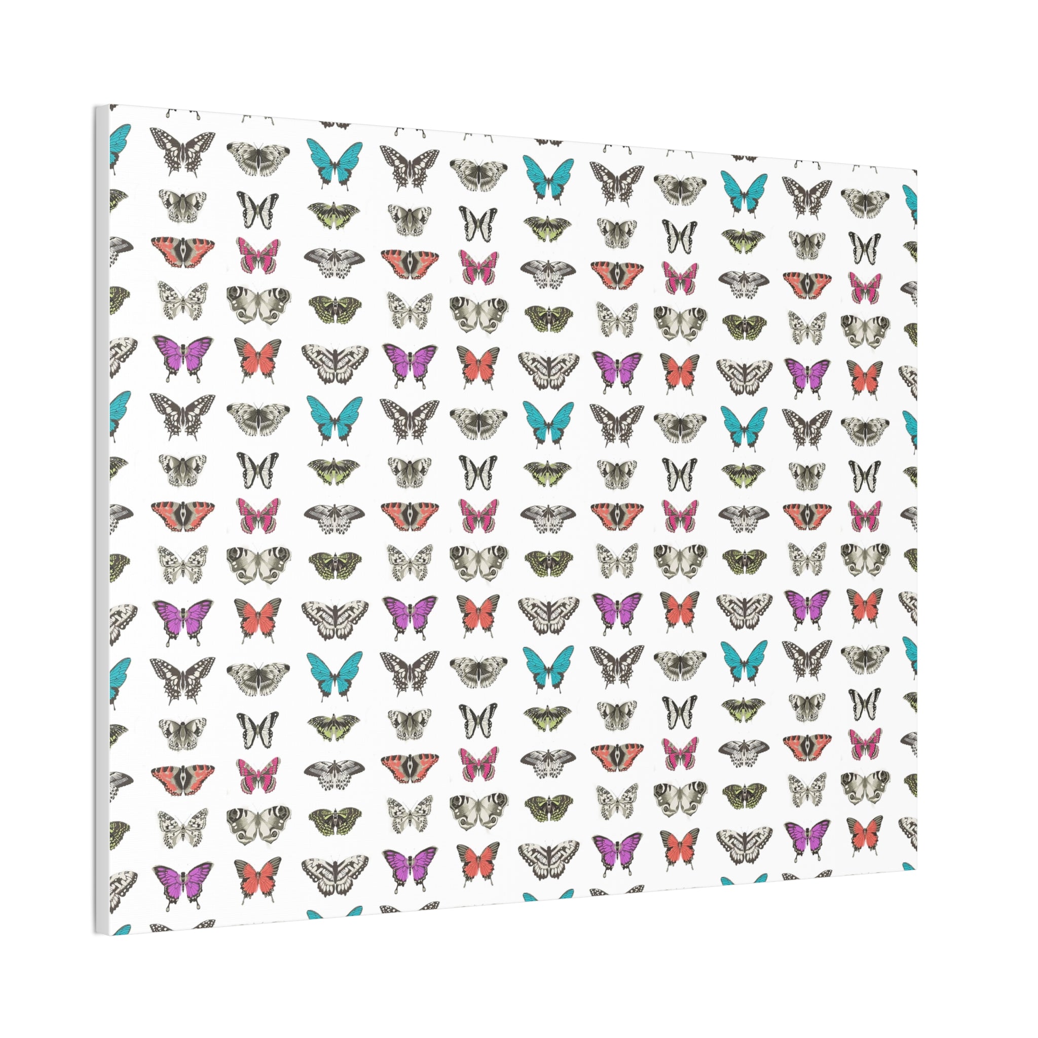 Butterfly and Moth Stretched Canvas