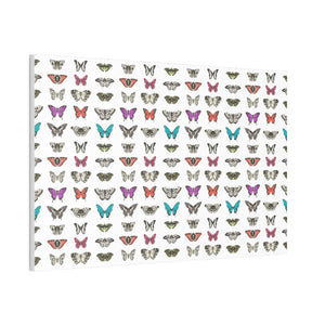 Butterfly and Moth Stretched Canvas